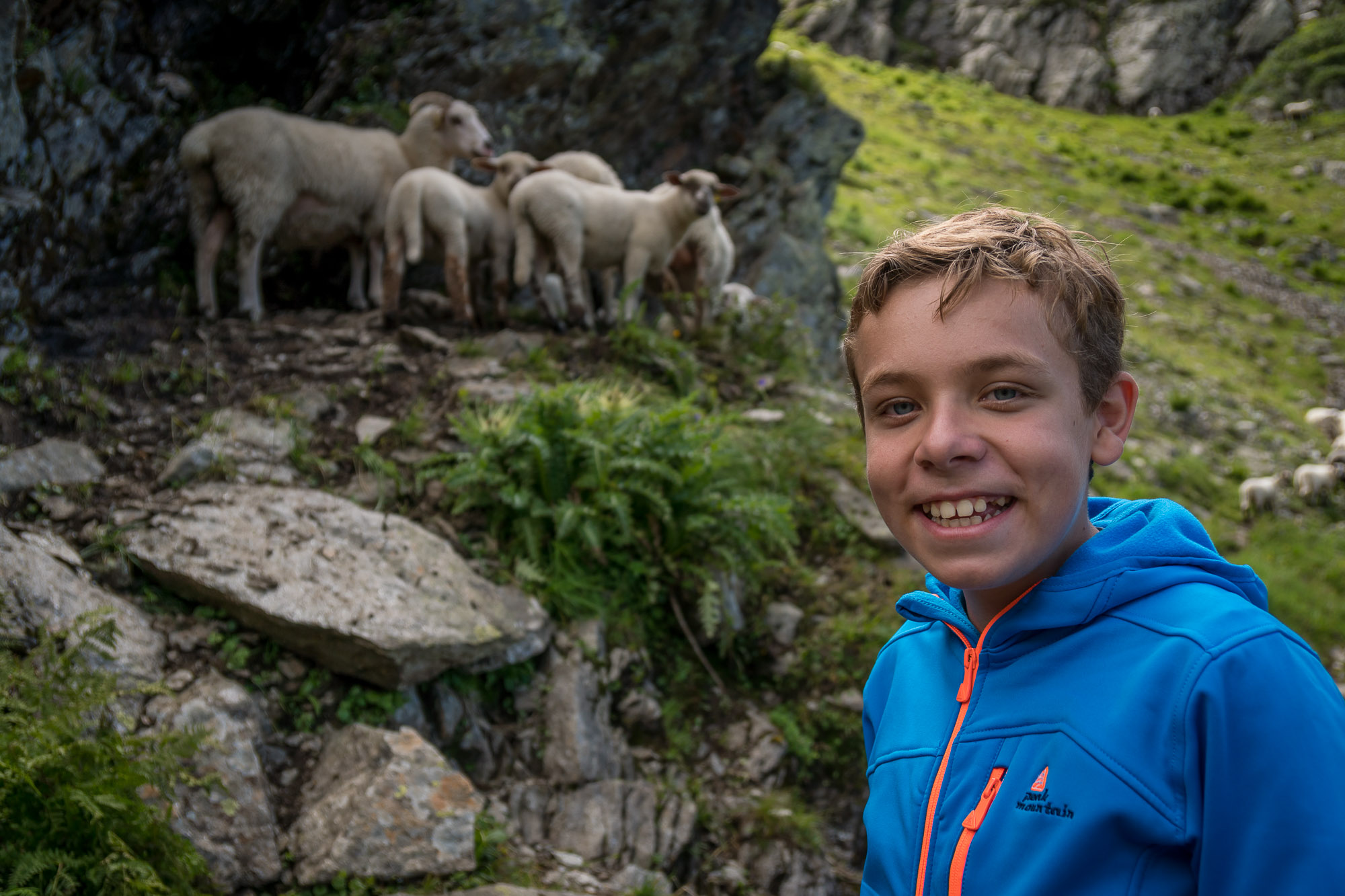 Alpine sheep above Chamonix, France