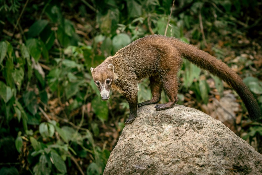 Coati in the park