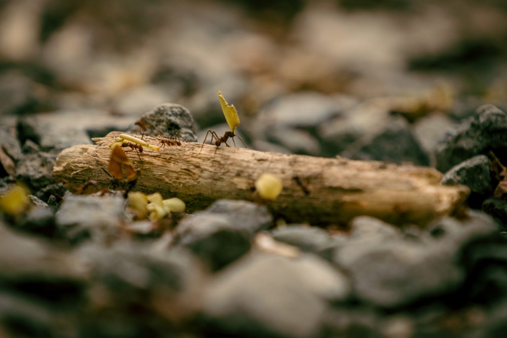 Leaf Cutter Ants