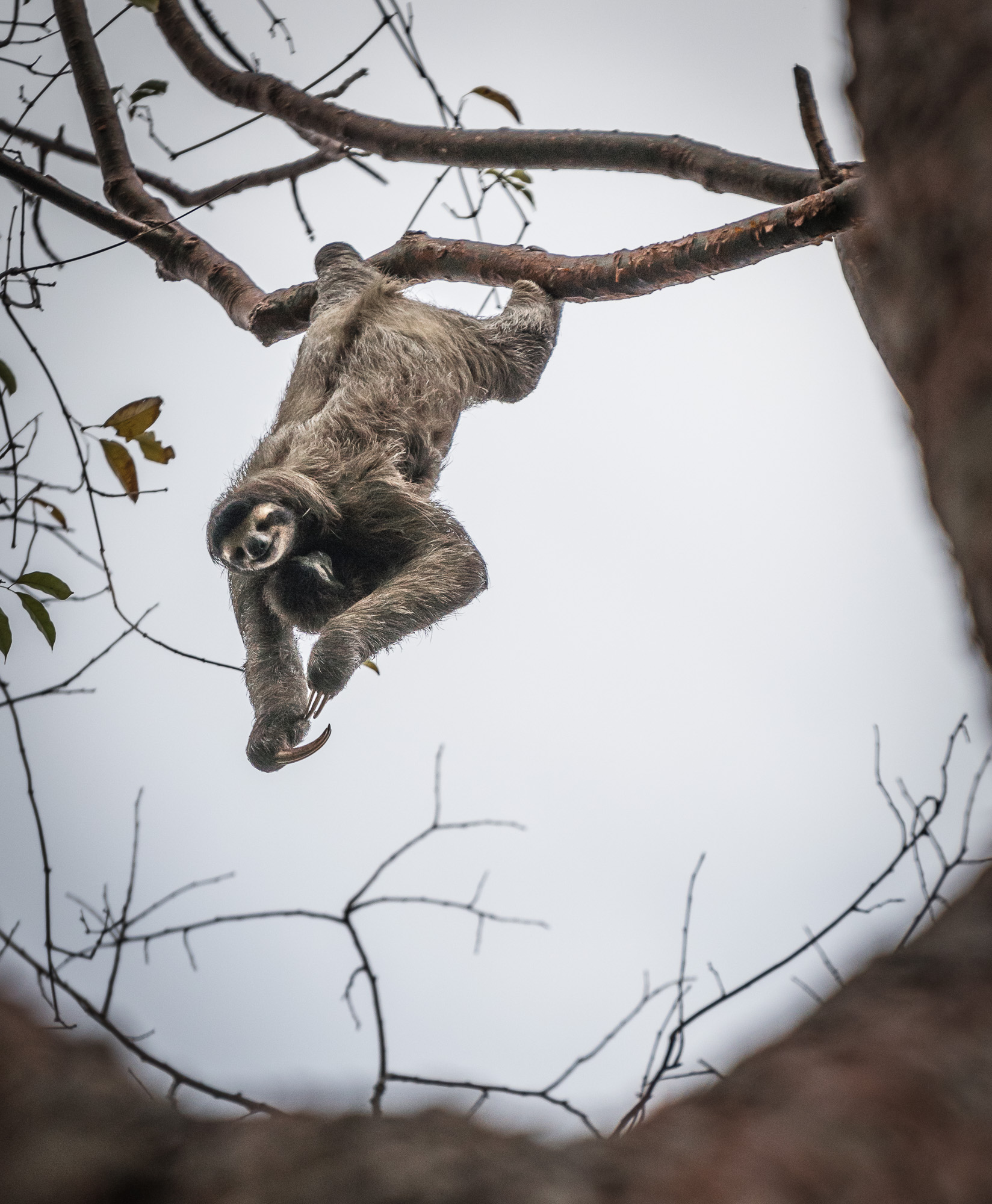 Mother and baby sloth